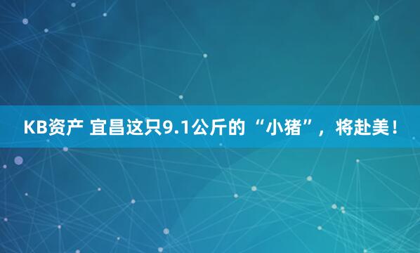 KB资产 宜昌这只9.1公斤的 “小猪”，将赴美！